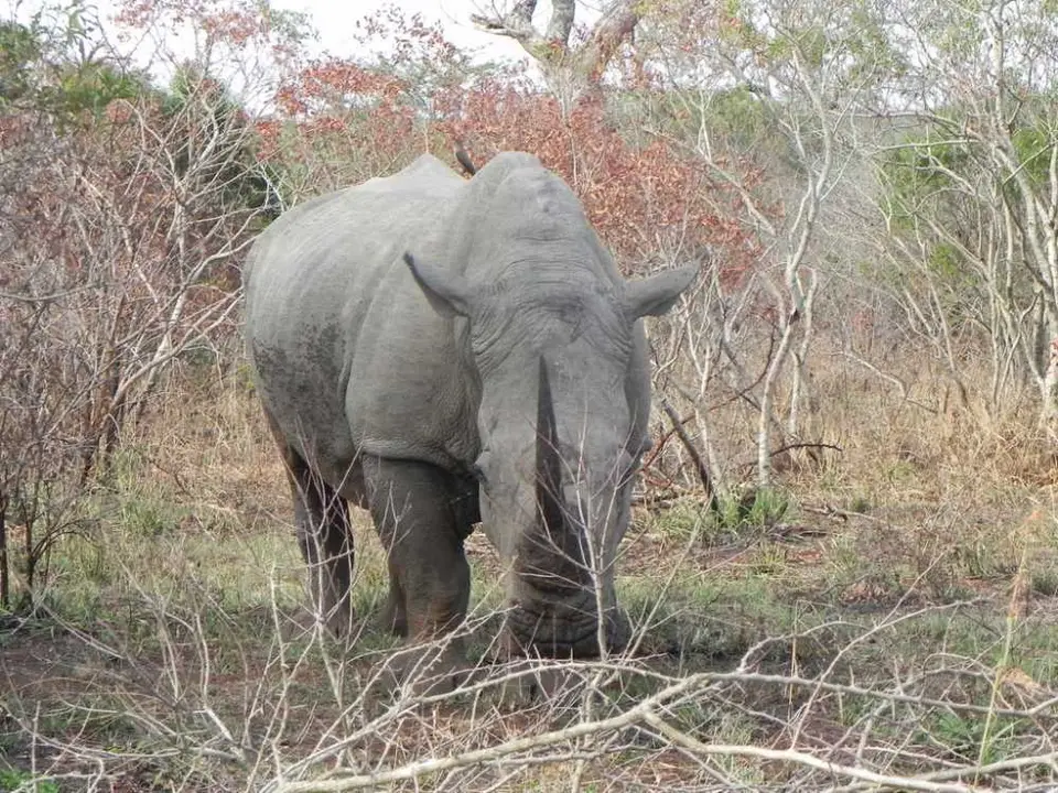 Rhino.jpg