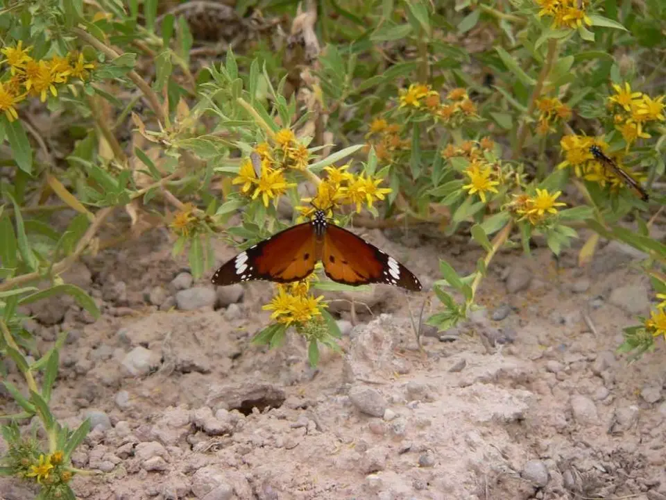 Schmetterling2.JPG