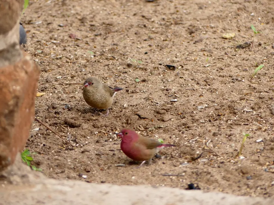 Senyati_red-billedfirefinch.jpg