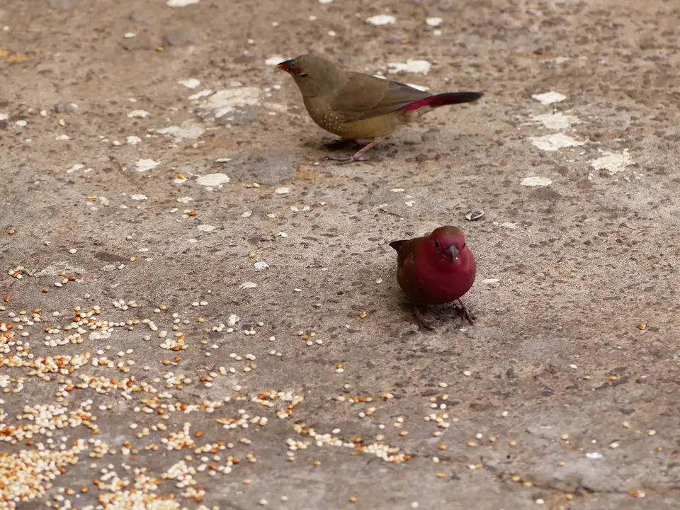 Senyati_red-billedfirefinch2.jpg