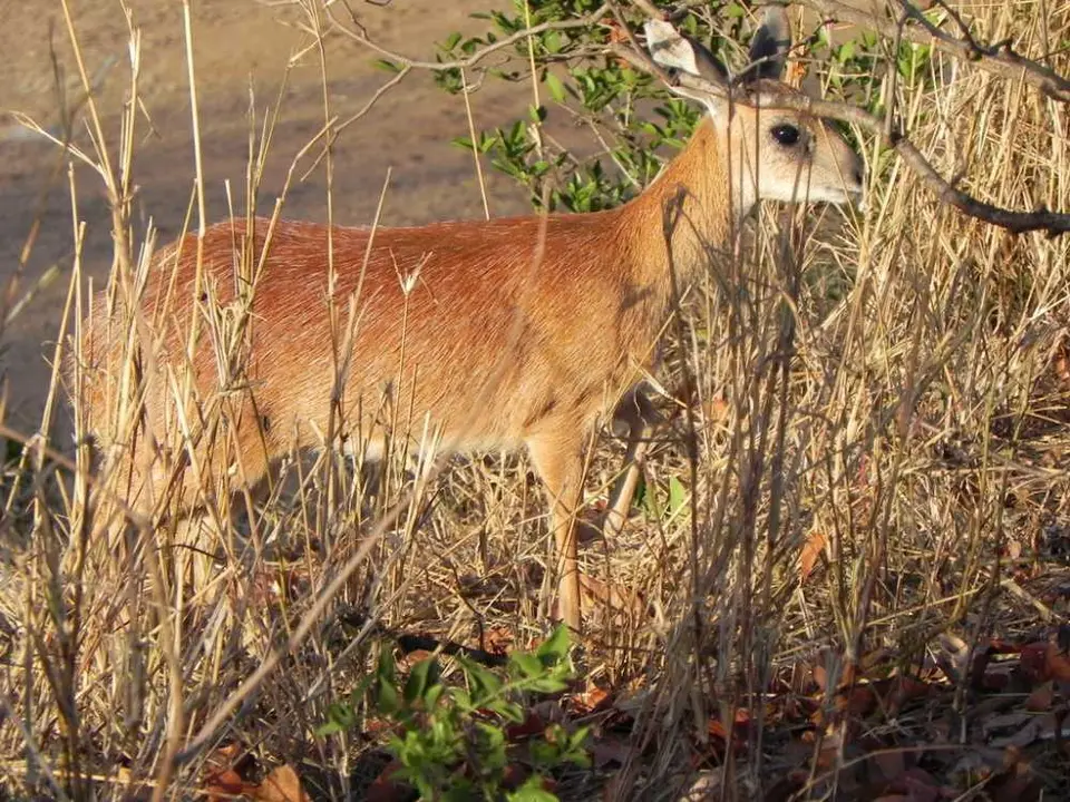 Sharpe's Greysbok.jpg