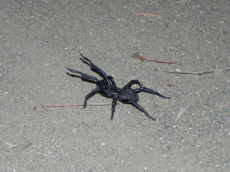 Spinne.JPG