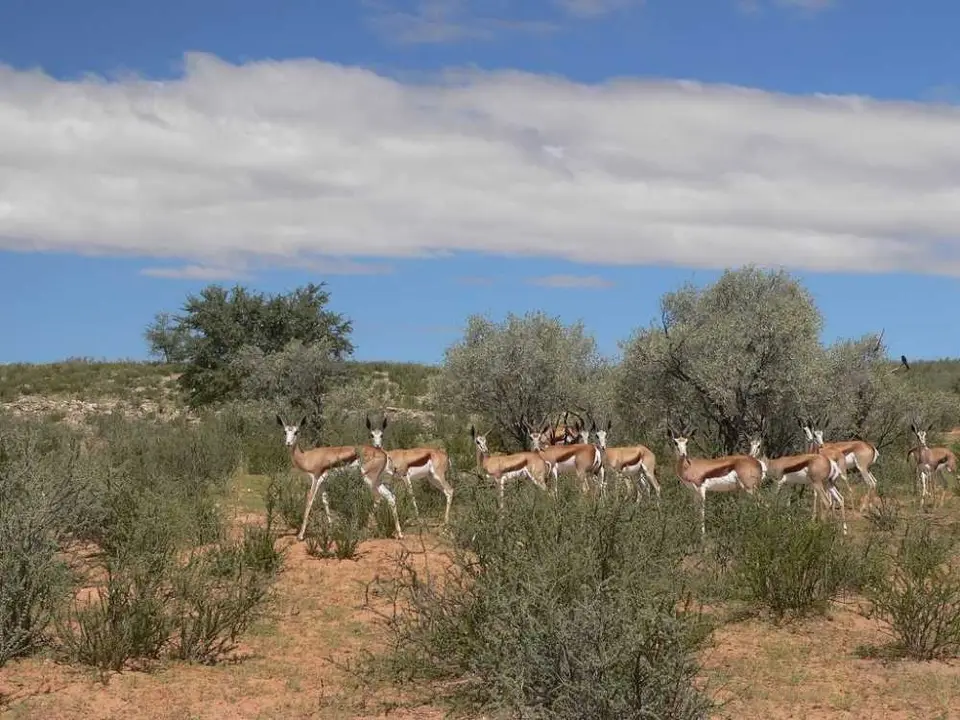 Springbcke1.JPG