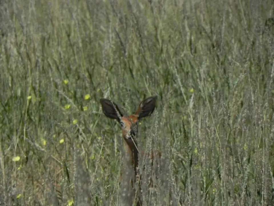 Steinantilope_2012-07-01.JPG