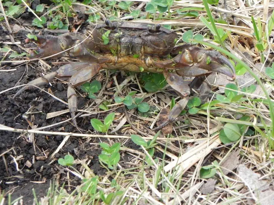 Süßwasserkrabbe.jpg