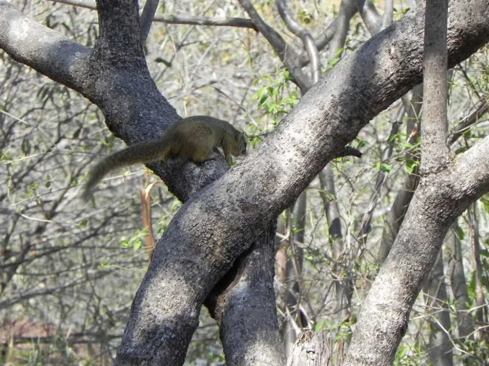Treesquirrel.jpg