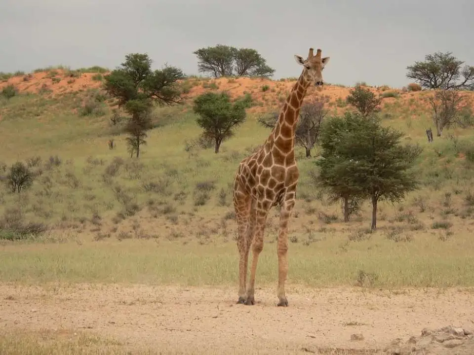 WartenaufGiraffe2.JPG