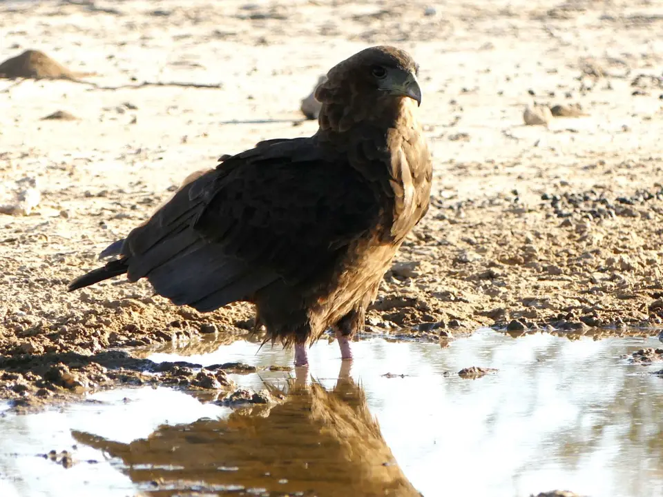 WasserlochCubitjeQuap_jungerBateleur_etwasaufgehellt.jpg