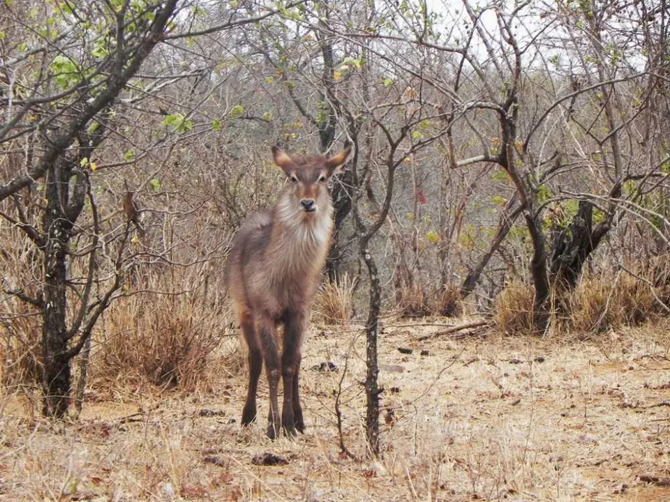 Waterbok.jpg
