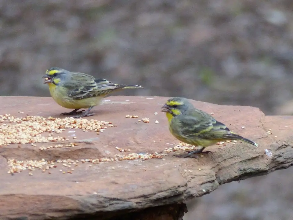Yelllow-frontedCanary.jpg