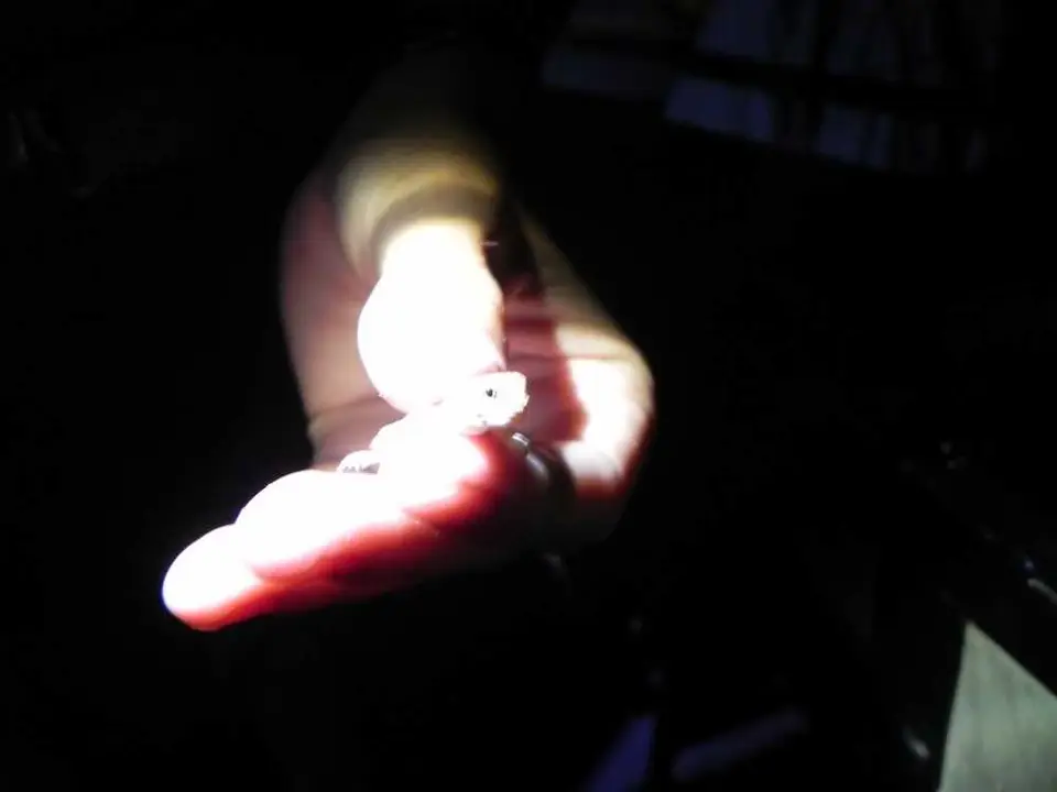 barkinggecko.JPG