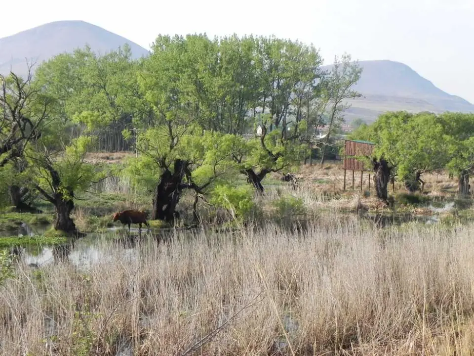 beiPaulKrugerBridge.jpg