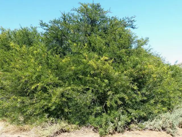 h906ca23.jpg