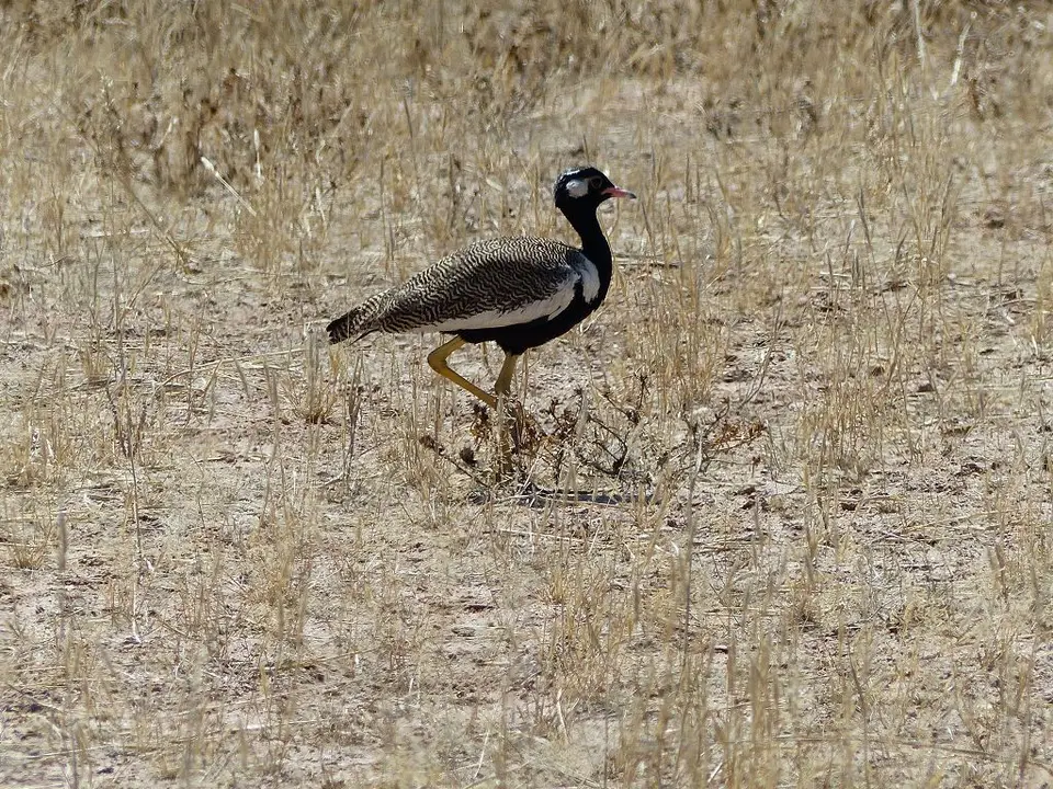 hc2850e9.jpg
