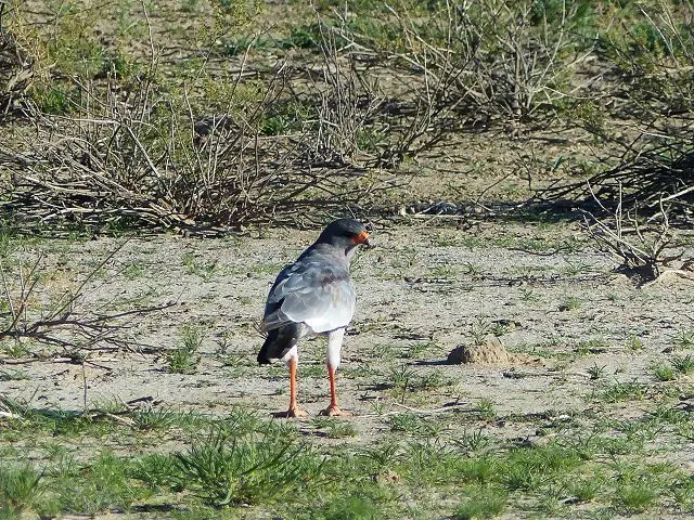 hcd690e9.jpg