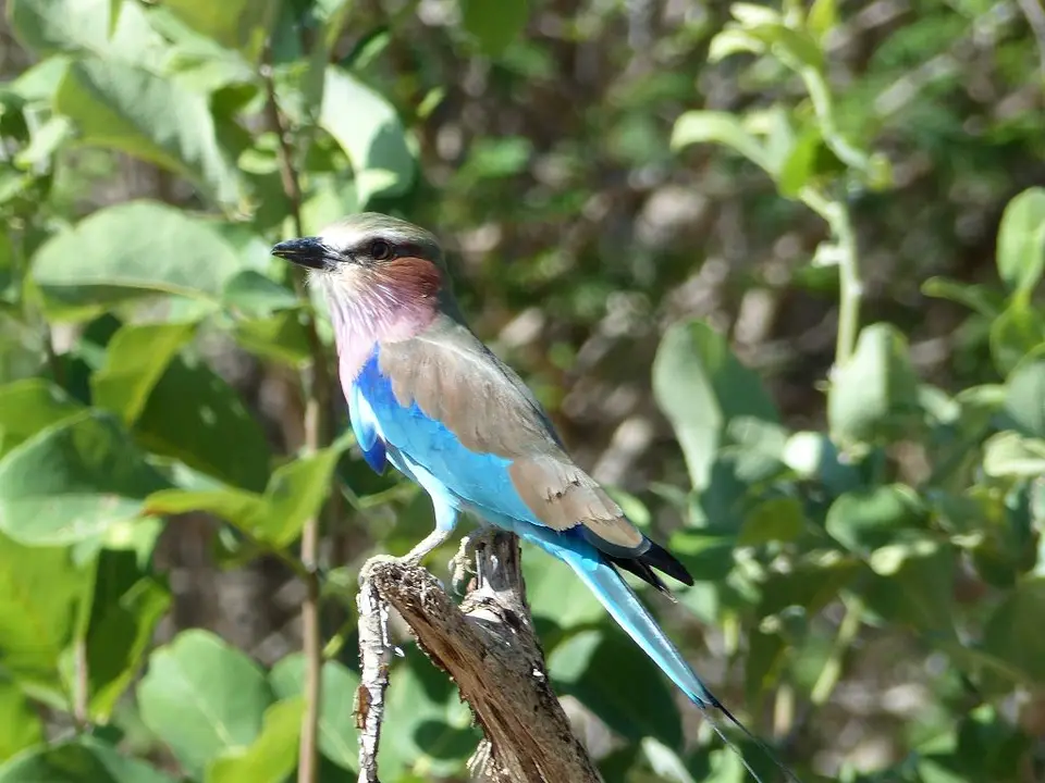 he39c603.jpg