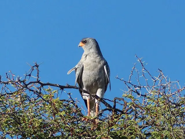 heaba3b6.jpg