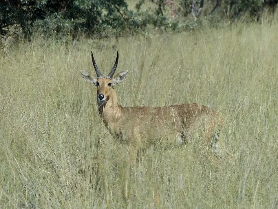 hf2124bb.jpg