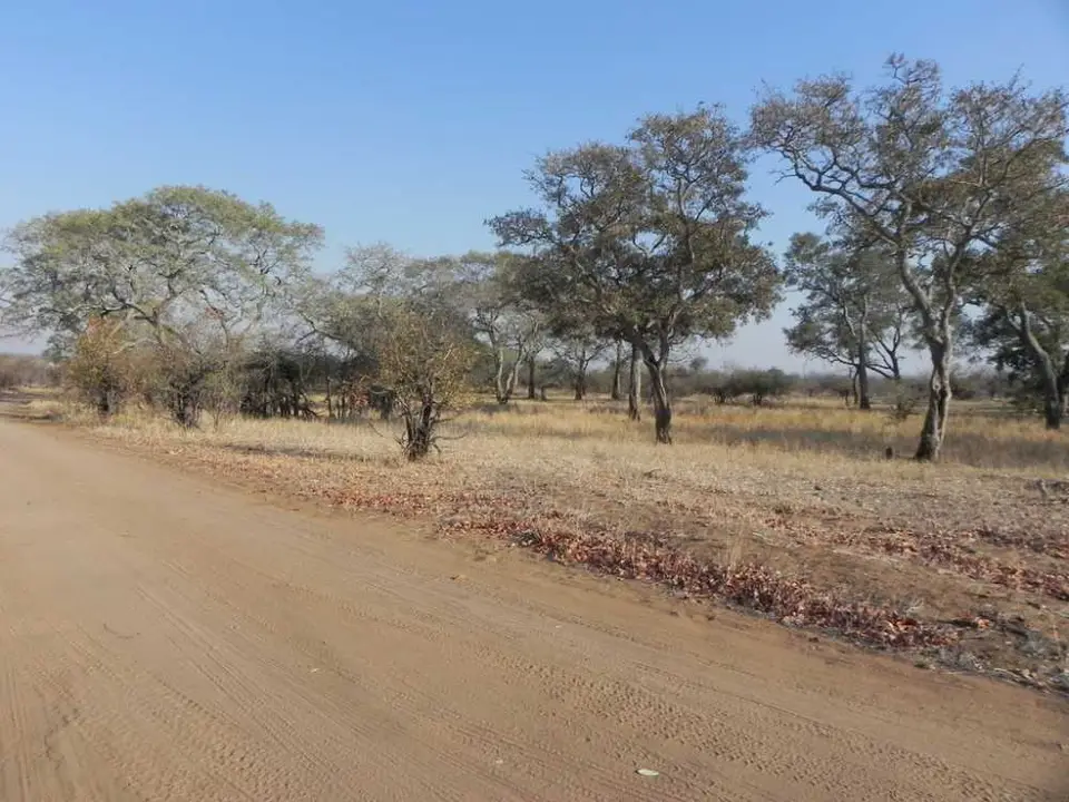 morgensbeiMopani.jpg