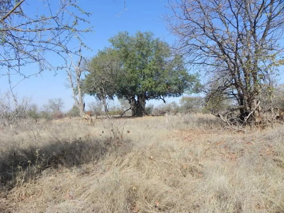 schöner Baum am Red Rock Loop.jpg