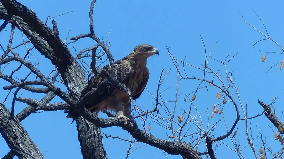 unbekannterGreifvogel0510.jpg