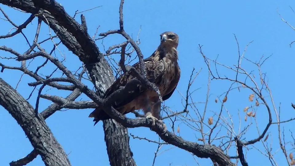 unbekannterGreifvogel20510.jpg