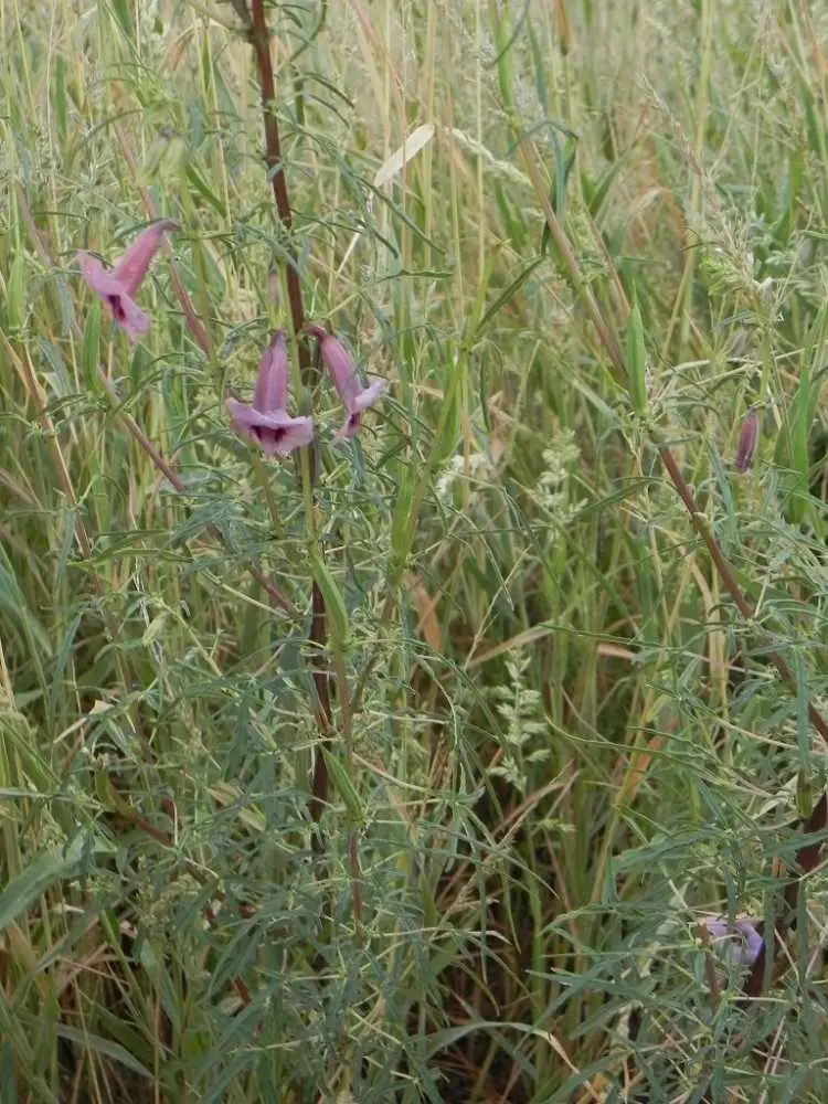 wild sesame.JPG