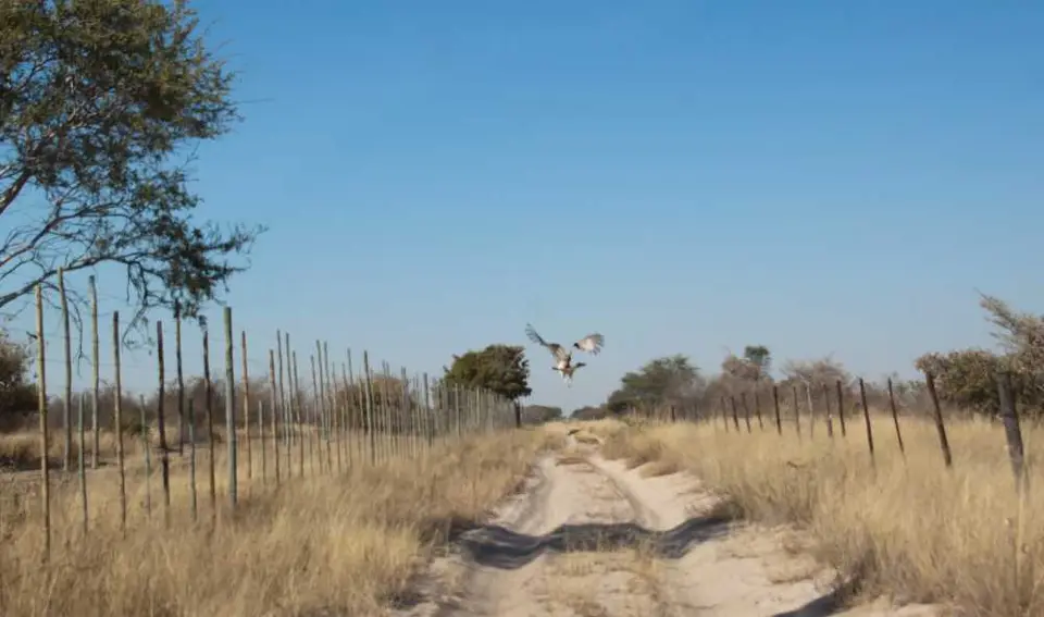 Botswana2011-0251.jpg