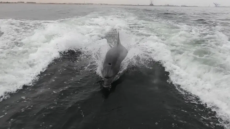 Delfin2.jpg