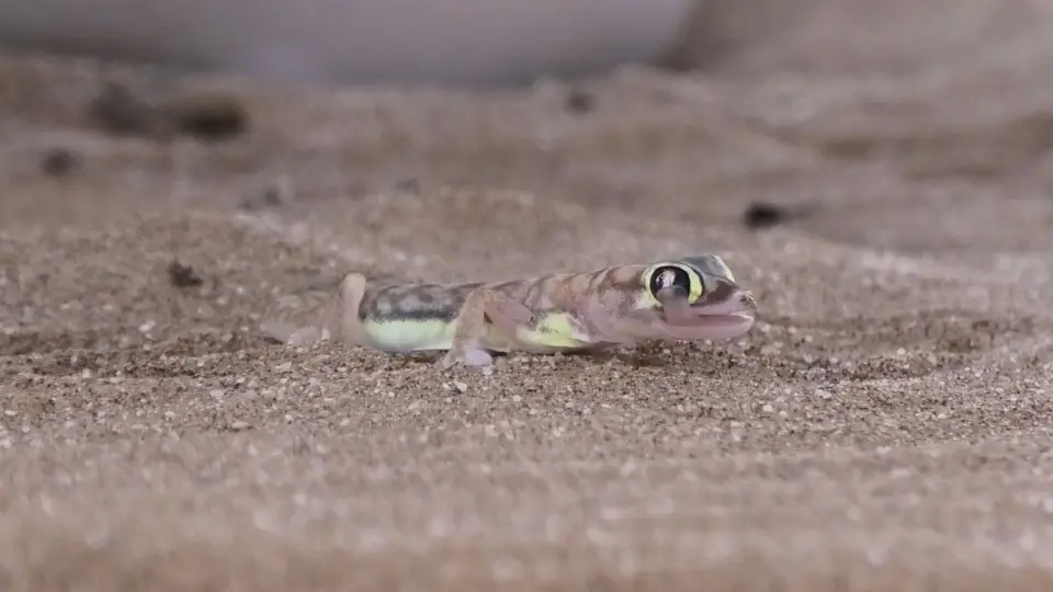 Gecko1.jpg