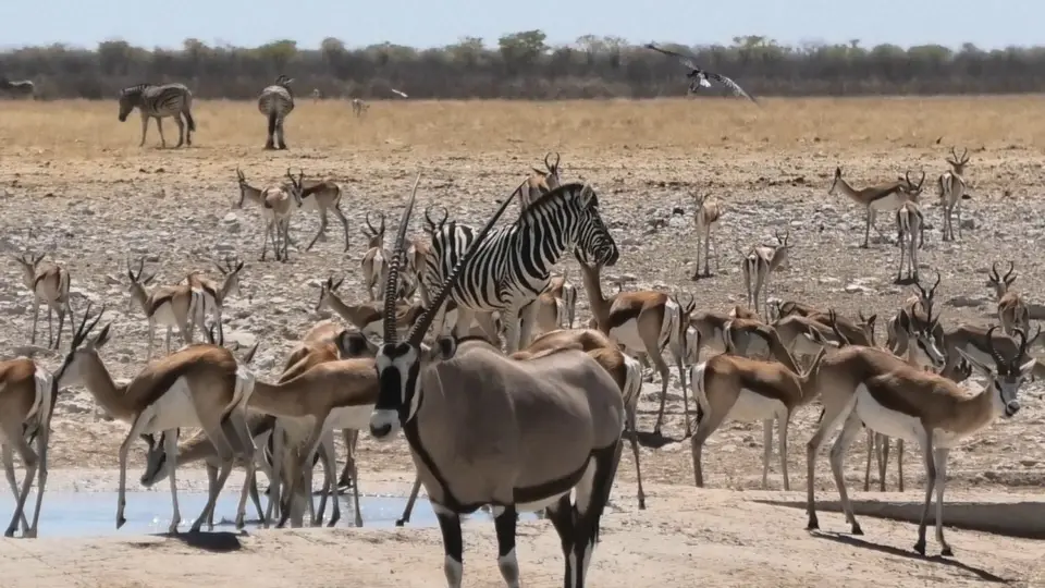 Oryx,Zebra...jpg