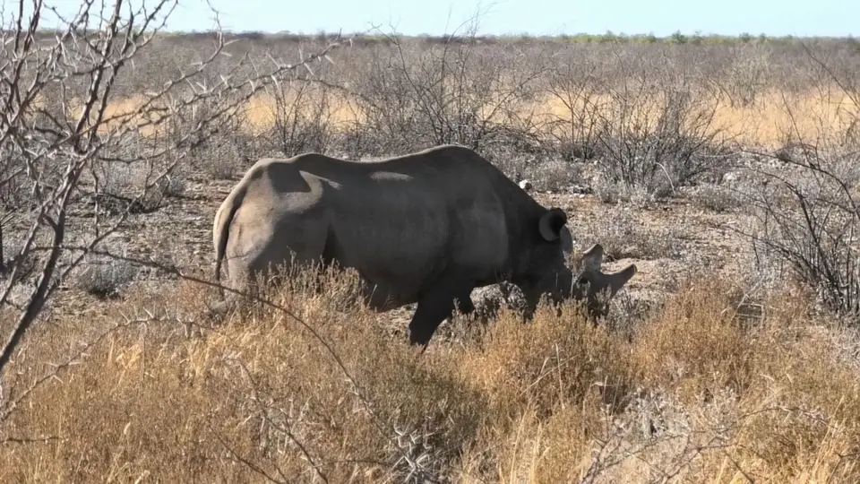 Rhino.jpg
