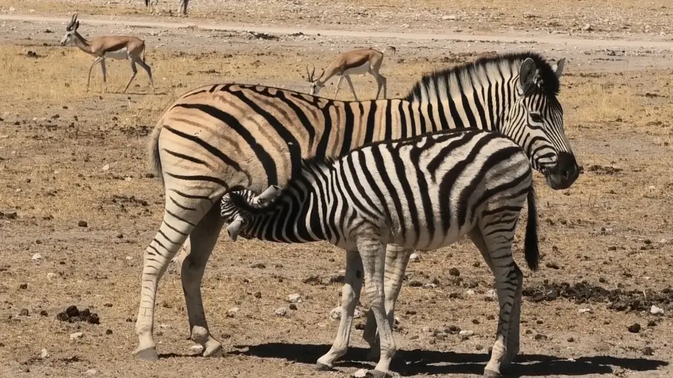 Zebras2.jpg