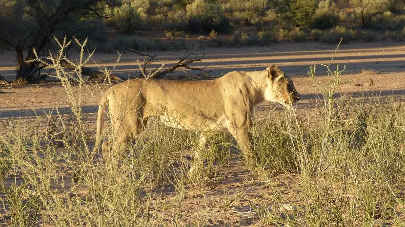 k-NamibiaFotos6039.JPG