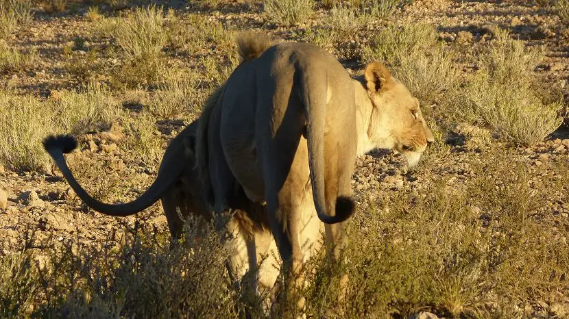 k-NamibiaFotos6043.JPG