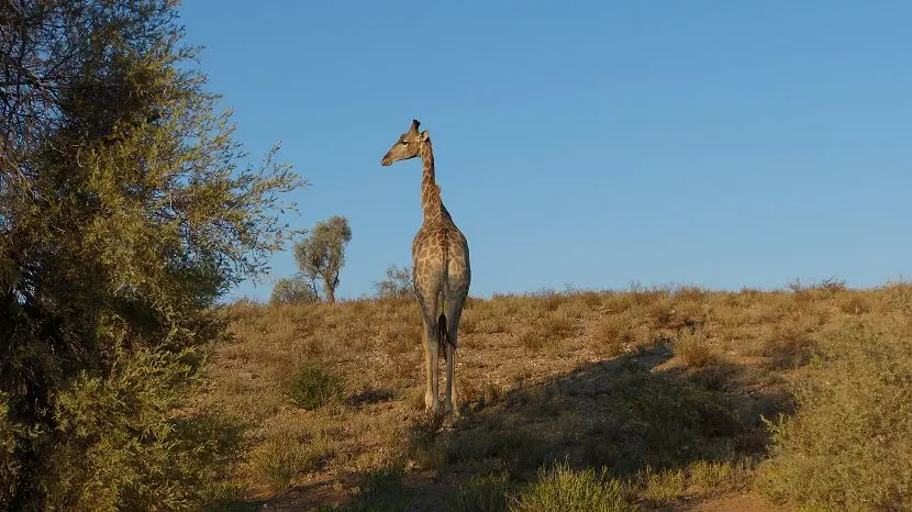 k-NamibiaFotos6065.JPG