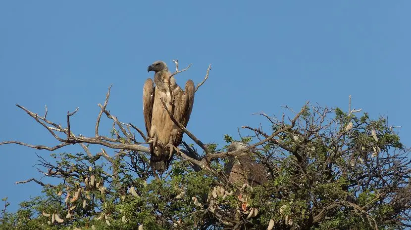 k-NamibiaFotos6066.JPG