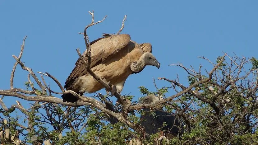 k-NamibiaFotos6070.JPG
