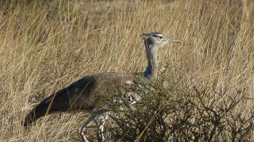 k-NamibiaVideo4043.JPG