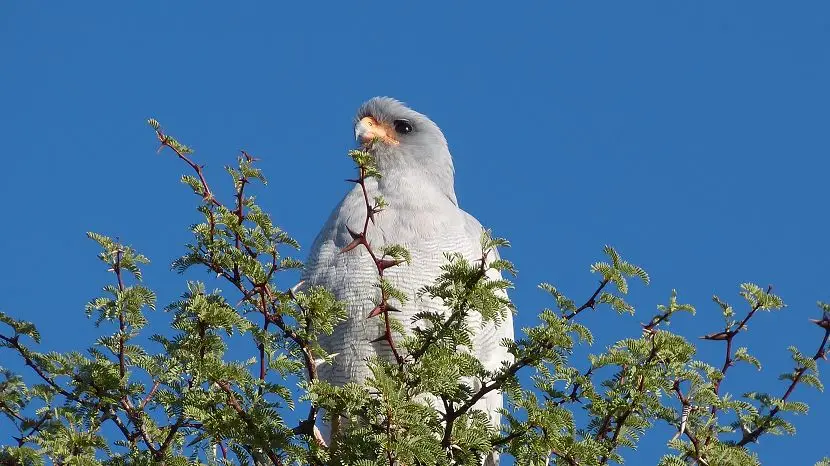 k-NamibiaVideo4053.JPG