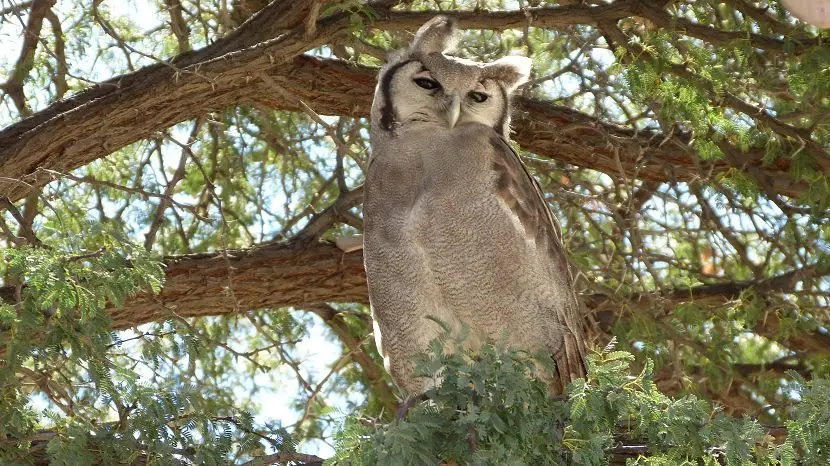 k-NamibiaVideo4065.JPG