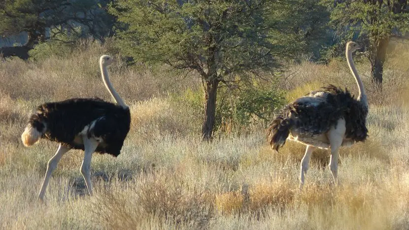 k-NamibiaVideo4080.JPG
