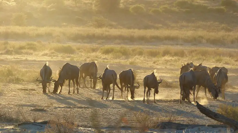 k-NamibiaVideo4085.JPG