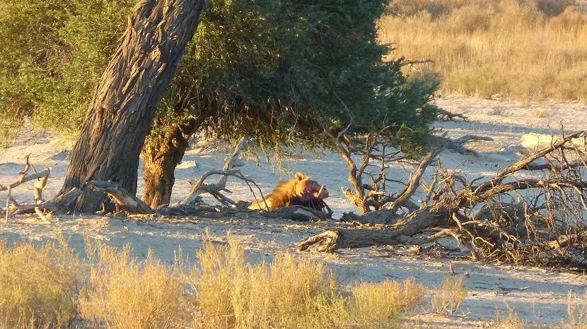 k-NamibiaVideo4090.JPG