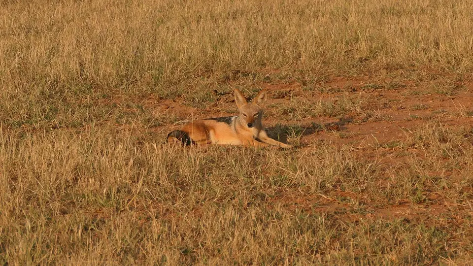 k-P1012194.JPG