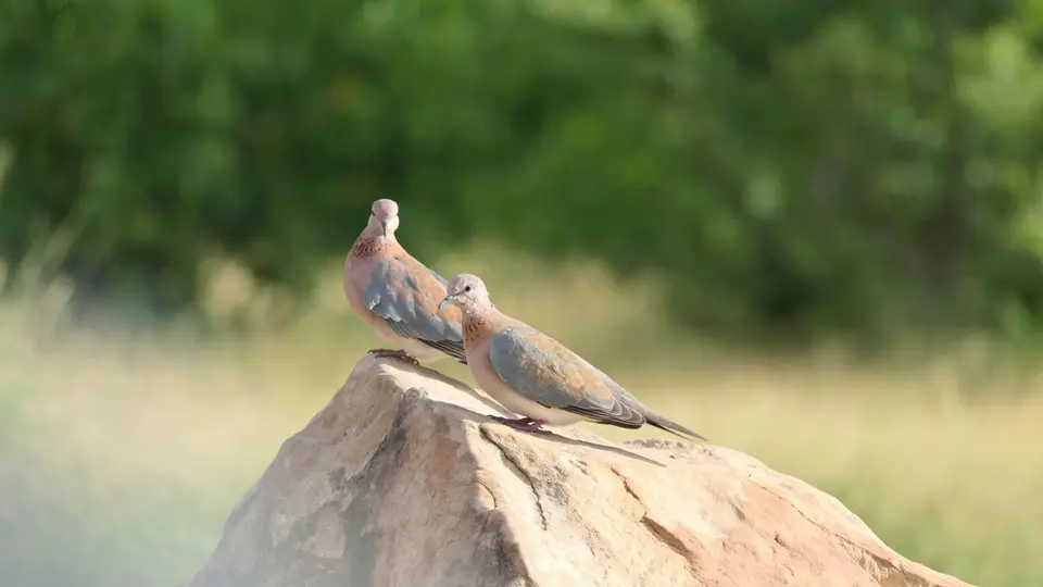 k-P1012917.JPG