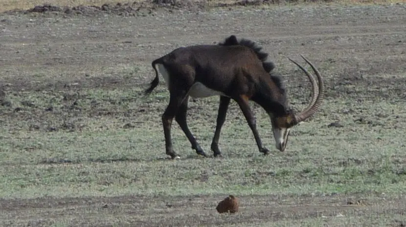 k-P1150096.JPG