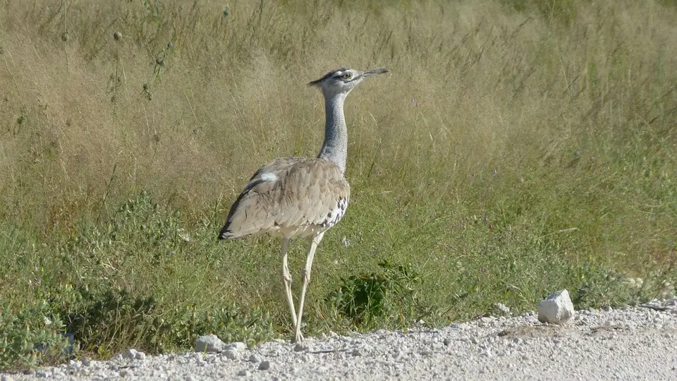 k-P1150340.JPG