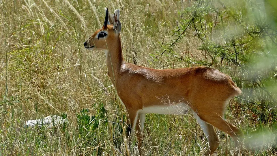 k-P1150384.JPG