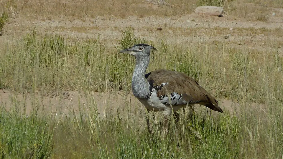k-P1290945.JPG